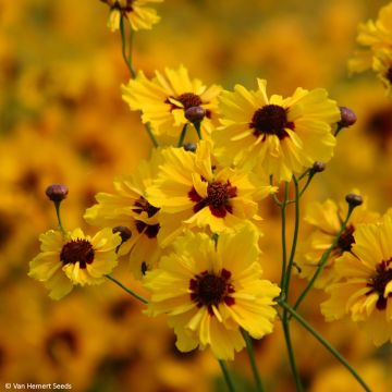 Graines de Coréopsis élégant Roulette - Coreopsis tinctoria Roulette