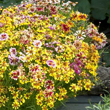 Graines de Coréopsis hybrides Incredible Dwarf Mix - Coreopsis X Incredible Dwarf Mix 