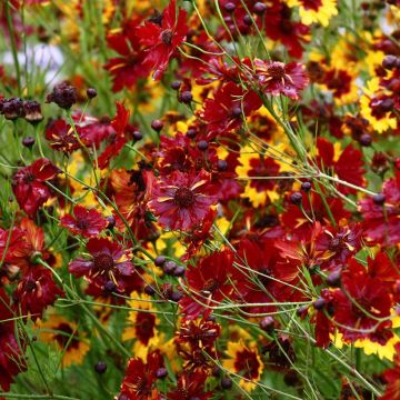 Graines de Coréopsis élégant Roulette - Coreopsis tinctoria Roulette