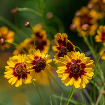 Graines de Coréopsis des teinturiers - Coreopsis tinctoria