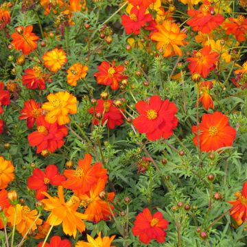 Cosmos Ladybird Mixed 