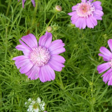 Graines de Cosmos Apricotta - Cosmos bipinnatus