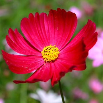 Graines de Cosmos Sensation Dazzler - Cosmos bipinnatus