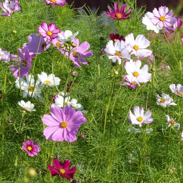 Graines de Cosmos Sensation en mélange - Cosmos bipinnatus