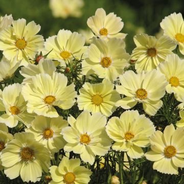 Graines de Cosmos Xanthos - Cosmos bipinnatus