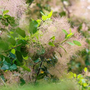 Acer Palmatum 