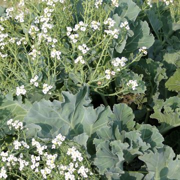 Graines de Chou marin - Crambe maritima