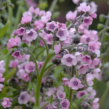 Graines de Cynoglossum Mystery Rose - Mysosotis chinois