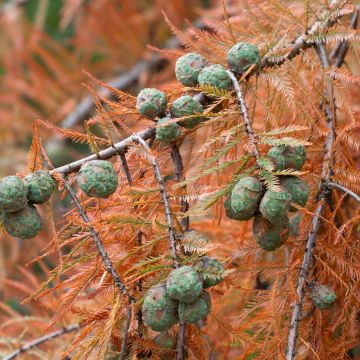 Acer Palmatum 