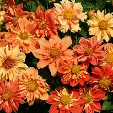 Graines de Dahlia nain Sunny Reggae