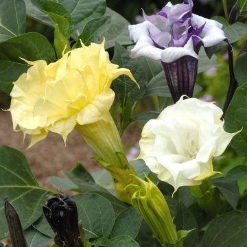 Graines de Datura metel Ballerina en mélange - Brungmansia meteloides