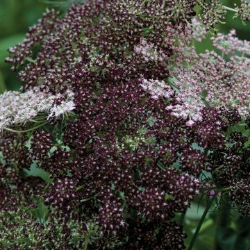 Graines de Carotte ornementale Dara - Daucus carota 