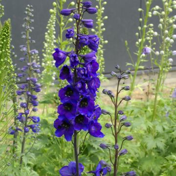 Graines de Delphinium Black Knight - Pied d'alouette vivace