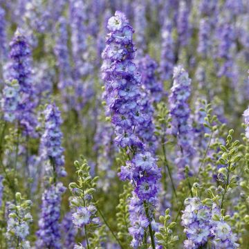 Graines de Delphinium DelQIS White Blue Edge - Pied d'alouette