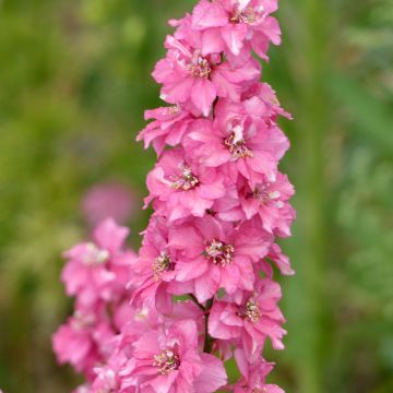 Graines de Delphinium Qis White - Pied d'alouette annuel