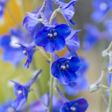 Delphinium belladonna Völkerfrieden - Pied d'Alouette vivace