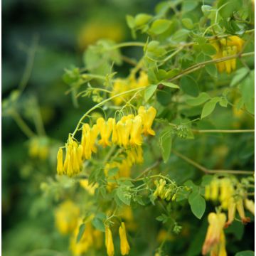 Graines de Dicentra grimpant Golden Tears - Dactylicapnos scandens