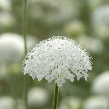 Graines de Centaurée scabieuse - Centaurea scabiosa