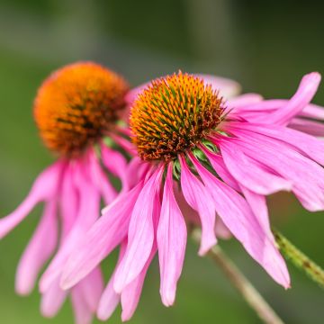 Graines d'Echinacea Feeling Pink - Rudbeckia pourpre