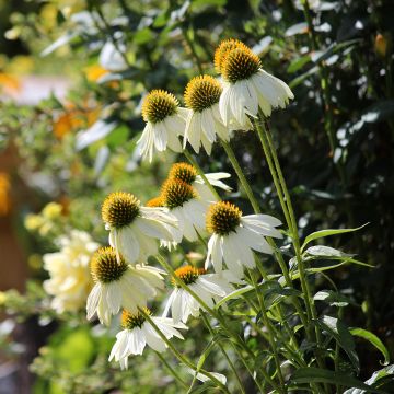 Graines d'Echinacea Feeling White - Rudbeckia pourpre