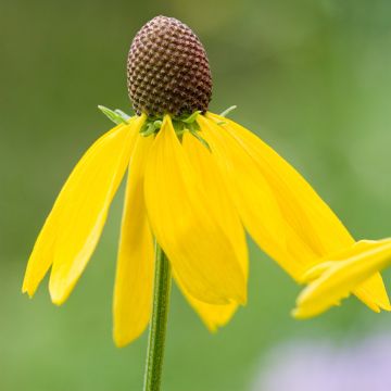 Echinacea paradoxa - Echinacée jaune