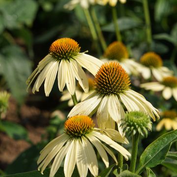 Rudbeckia pourpre - Echinacea purpurea