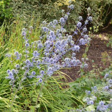 Graines d'Eryngium planum - Panicaut