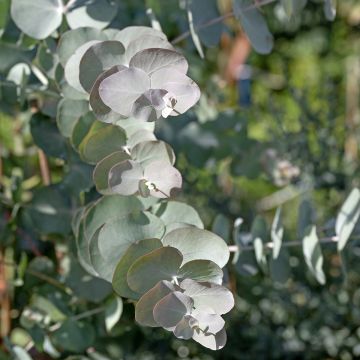 Graines d'Eucalyptus cinerea Silver Dollar - Gommier cendré