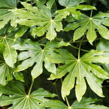 Graines de Ginkgo biloba - Arbre aux quarante écus