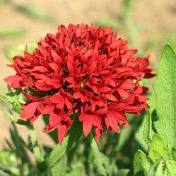 Gaillardia Pulchella Razzledazzle 