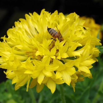 Gaillardia Pulchella Razzledazzle 