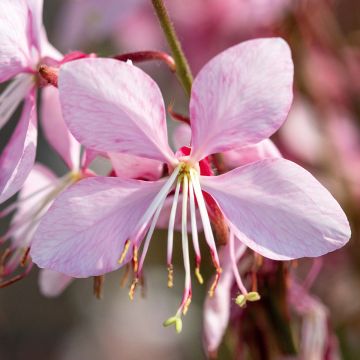 Gaura lindheimeri Sparkle White 