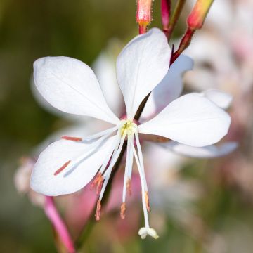 Gaura lindheimeri Sparkle White 