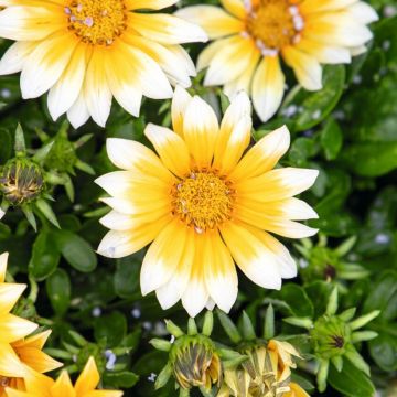 Graines de Gazania F1 Zany Sunny-Side Up 