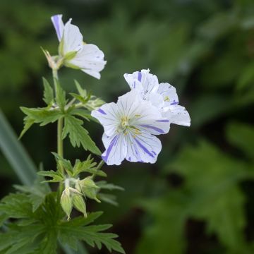 Graines de Geranium pratense Splish Splash - Géranium des près.