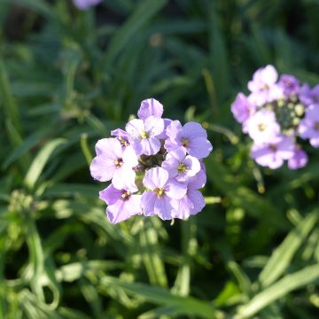 Graines de Giroflée ravenelle des jardins haute en mélange - Cheiranthus cheiri 