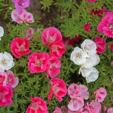 Graines de Godetia Pastel Posies - Clarkia en mélange