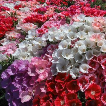 Graines de Godetia à fleurs d'azalée en mélange