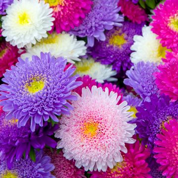 Graines de Grande-Marguerite Kleurentapijt - Callistephus chinensis