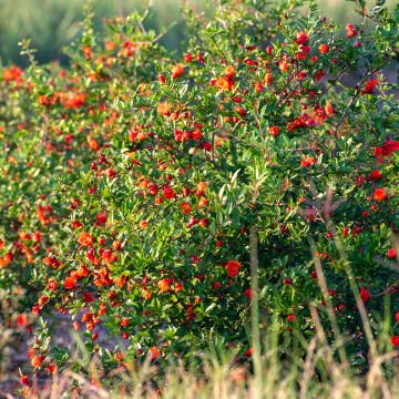 Graines de Punica granatum  - Grenadier à fruits