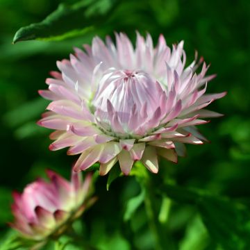 Graines d'Immortelle à bractées King Size Silvery Rose