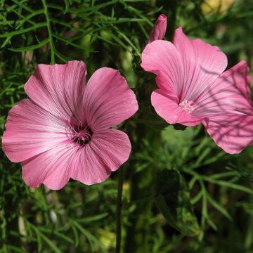 Graines de Lavatère annuelle Loveliness en mélange