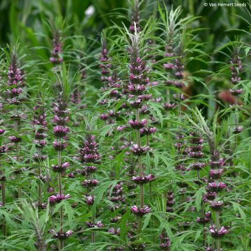 Salvia sclarea var. turkestanica - Sauge sclarée 