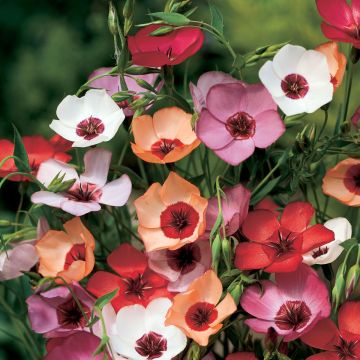 Lin - Linum grandiflorum Charmer Salmon