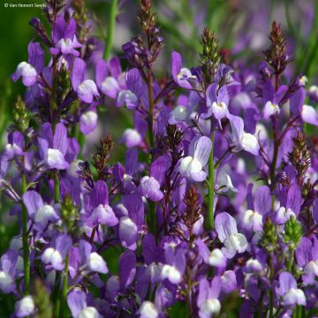 Graines de Linaria Licilia Azure - Linaire du Maroc