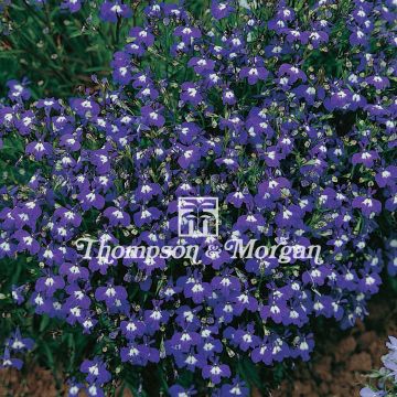 Graines de Lobelia erinus Mrs. Clibran Improved 