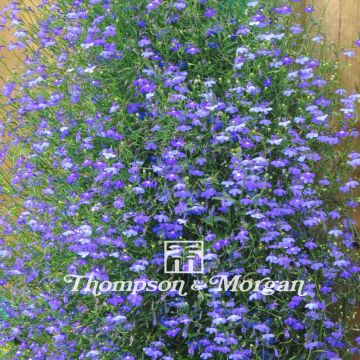 Graines de Lobelia erinus Sapphire Cascade