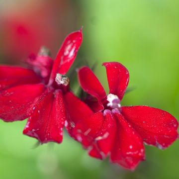 Lobelia Cardinalis Queen Victoria 