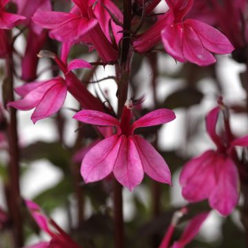 Graines de Lobelia speciosa Starship Rose (graines enrobées)