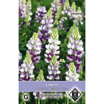 Graines de Lupin annuel Avalune Lilac - Lupinus hartwegii